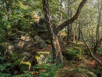 Kohlberg, Saksisch Zwitserland - Oude berkenboom in het bos van Pixelwerk