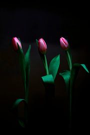 Tulpen im Dunkeln. von Rick Nederstigt