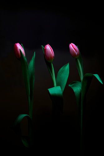 Tulpen im Dunkeln.