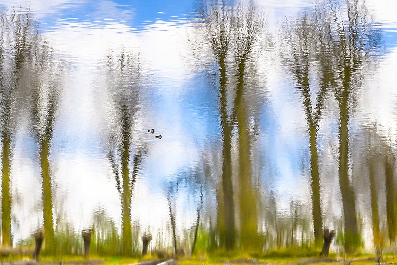Schwimmen in den Wald II von Caroline Drijber