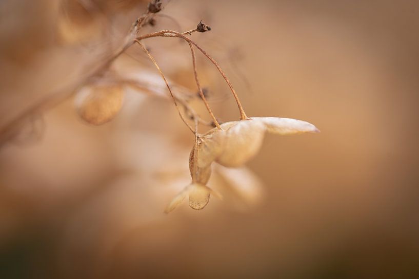 Silent autumn by Studio Liefkoos