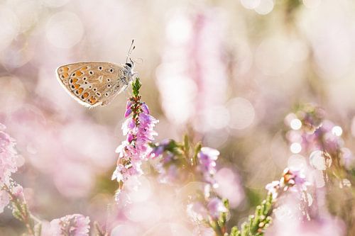 icarusblauwtje met tongetje