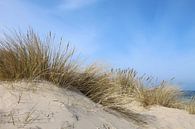Strandhafer von Ostsee Bilder Miniaturansicht