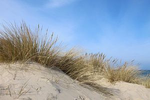 Strandhafer