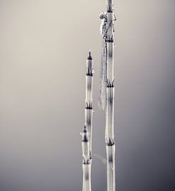 juffer / libelle  monochrome