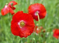 Rote Mohnblumen