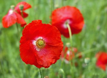 Red Poppy Flowers