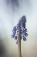 Blue grape