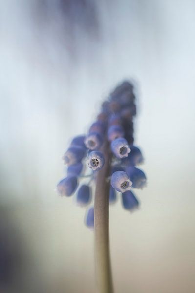 Blue grape by Foto A de Jong