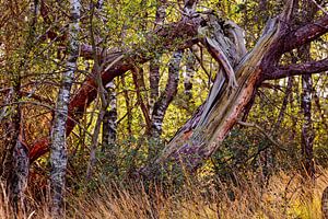 Nationaal Park de Groote Peel van Rob Boon