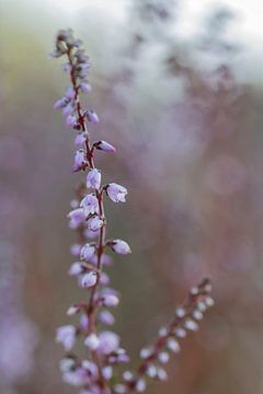 De Heide/ Heather sur D. Henriquez