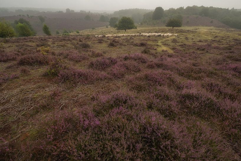 Sheep herd on the Posbank by Moetwil en van Dijk - Fotografie