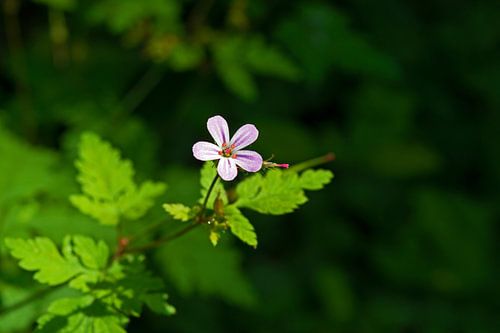 Lief Klein Roze Bloemetje