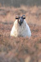 Sheep on the lookout
