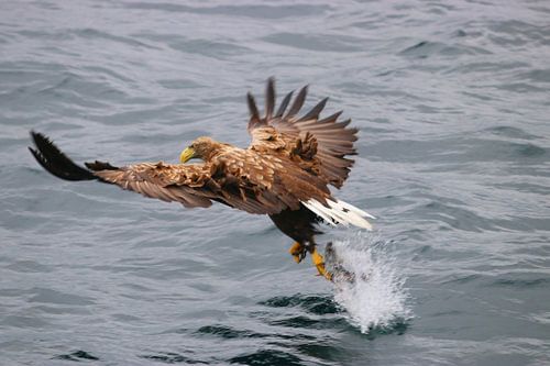 zee-arend vangt zalm sur eddy Peelman