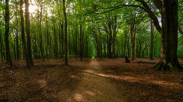Sunbeams in the Speulderbos