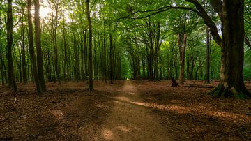 Rayons de soleil dans le Speulderbos sur Arno van der Poel