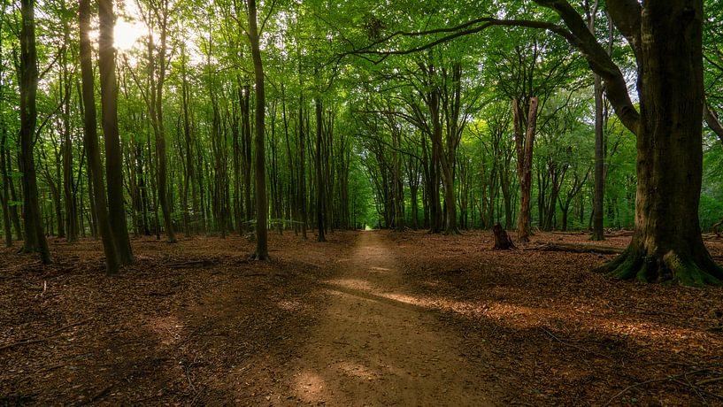 Sunbeams in the Speulderbos by Arno van der Poel