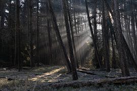 WinterWonderLight 01 by Alexander Tromp