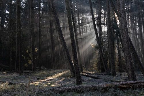 WinterWonderLight 01