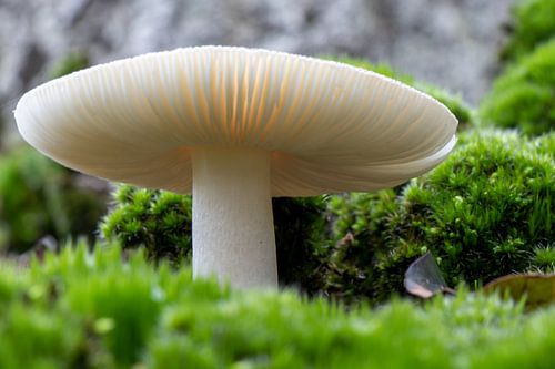 Lamelles champignon