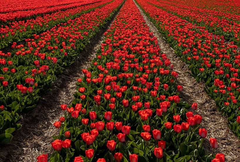 Bulb field with flowering tulips by Mieneke Andeweg-van Rijn