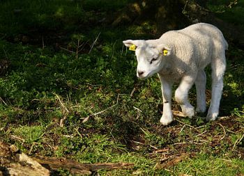 Voorjaar, Lammetje ontdekt de wereld