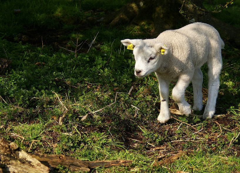 Voorjaar, Lammetje ontdekt de wereld van Miranda Lodder