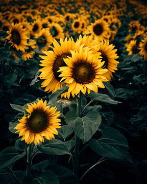 Sunflower field in Bavaria Germany