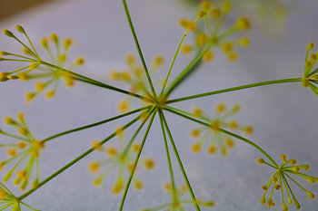 Art floral