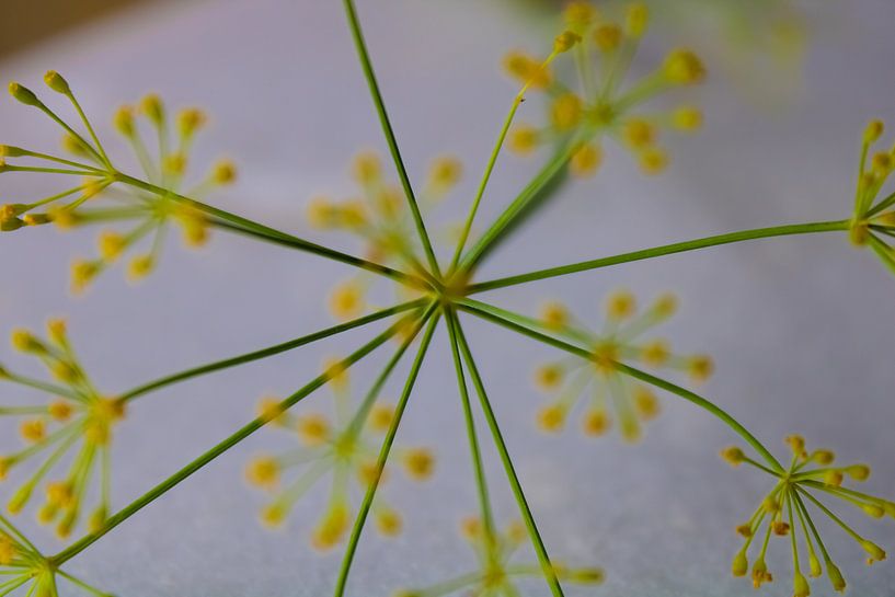 Art floral par Sharona de Wolf