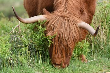 Schottischer Highlander, auch bekannt als Highland Cow von Rini Kools