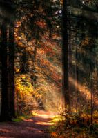 Herfstlaantje