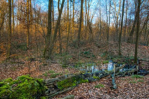 Bois mort à l'étang
