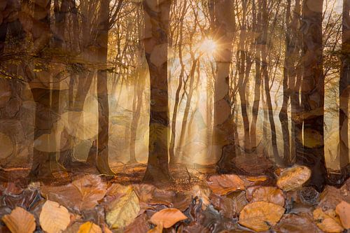 In Herbststimmung ( Stimmungsvolle Bearbeitungen von zwei Herbstfotos im Wald)