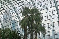 Palm trees and Singapore's city silhouette