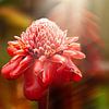 Ginger flower by Alex Neumayer