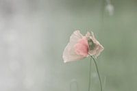 Poppy,Poppy,Mohn,Pavot