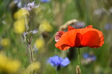 coquelicot dans l'herbe sur Marjan Verloop