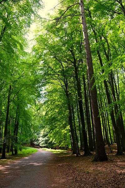 In the summer forest by Ostsee Bilder