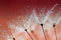 Dandelion with drops II by Kees Smans thumbnail
