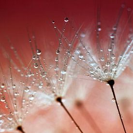 Dandelion with drops II by Kees Smans