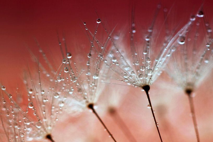 Dandelion with drops II by Kees Smans