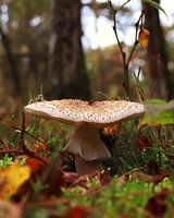 Pilz im Wald 1