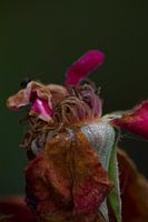 Blossomed rose
