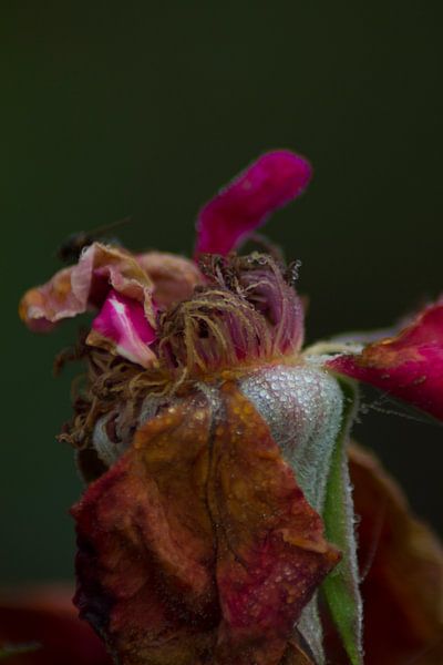 Rose fleurie par Mirjam van der Sluijs