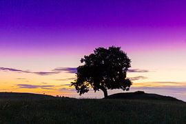 Oak Haväng by Sven-Erik Arndt