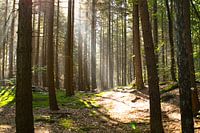 Zonlicht in het bos