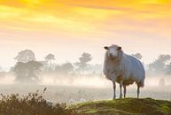Schaapje op de uitkijk van Arie Flokstra Natuurfotografie thumbnail