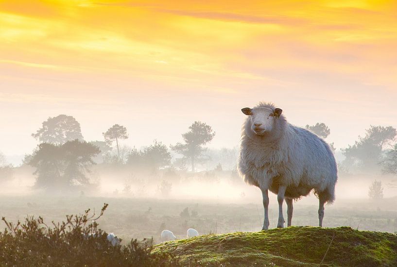 Schaapje op de uitkijk van Arie Flokstra Natuurfotografie